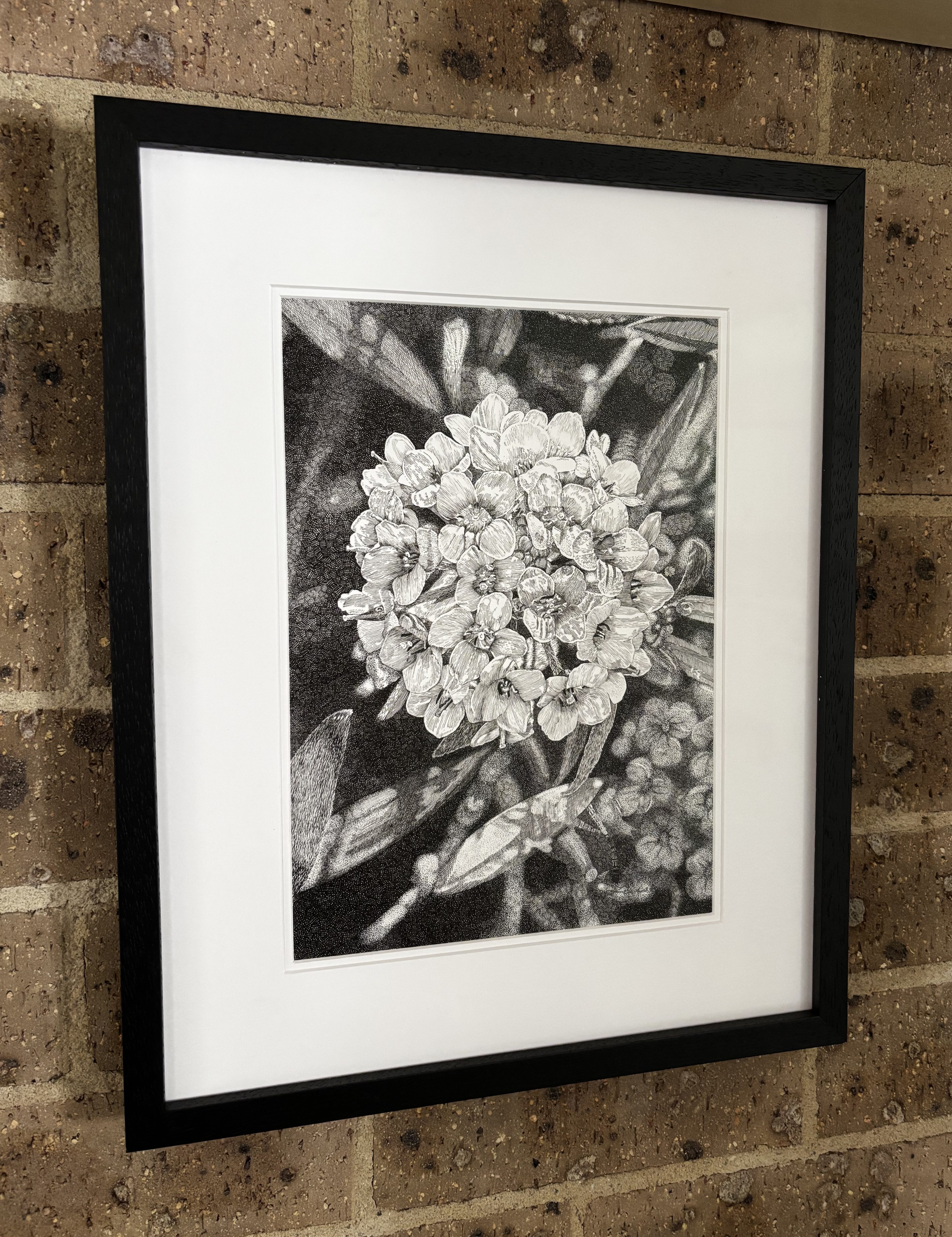 Alyssum